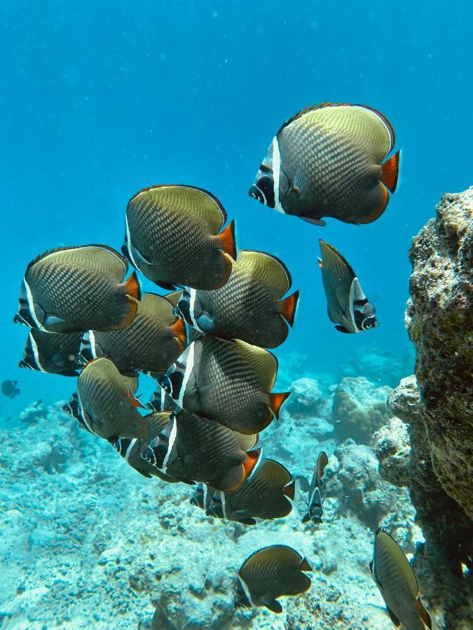 Coral Inn Thulusdhoo Kültér fotó